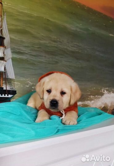 Щенки лабрадора РКФ