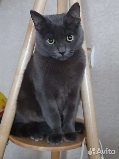 Вязка с котом