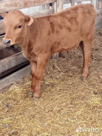 Мясные бычки Сементалы помеси