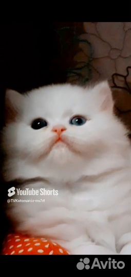 Эксклюзивная разноглазая куколка