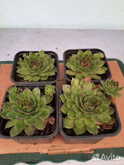 Молодило (Каменная Роза) 