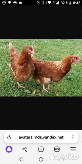 Куры несушки