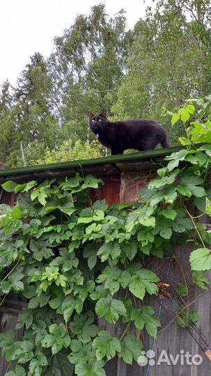 Кошка в дар