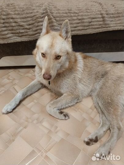 Найдена собака