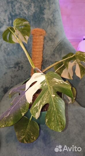 Комнатные растения (лианы)