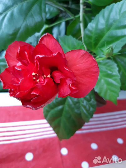 Растения комнатные взрослые продаю