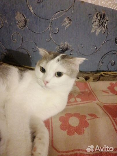 Найдена вислоухая кошка