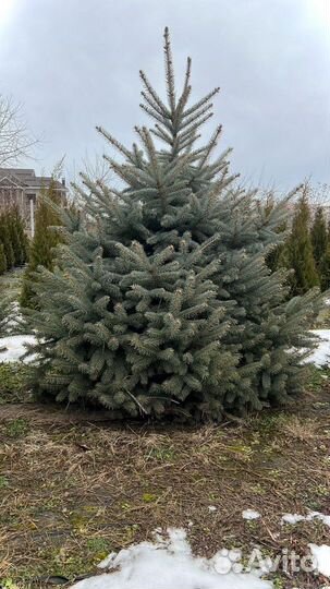 Ель 1.2м