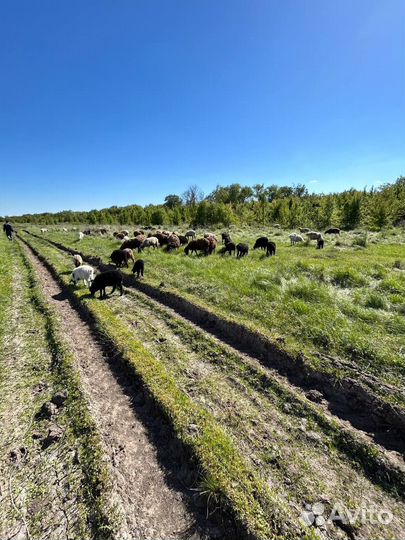 Овцы бараны ягнята