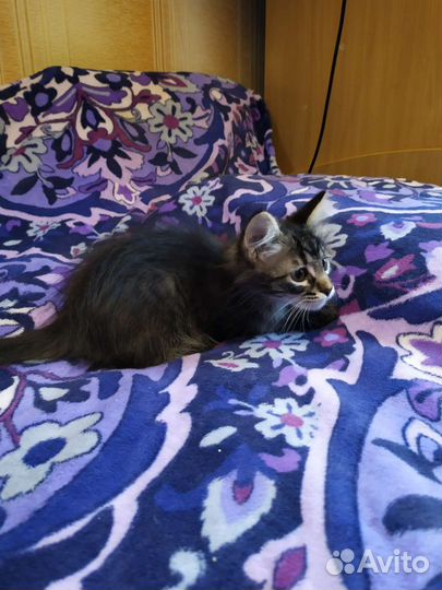 Котодевочка в хорошие руки