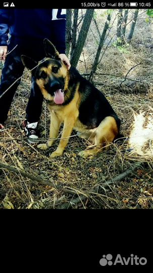 Вязка немец