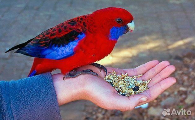 Певчая птица, разные