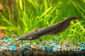 Аквариум, рыбки 3