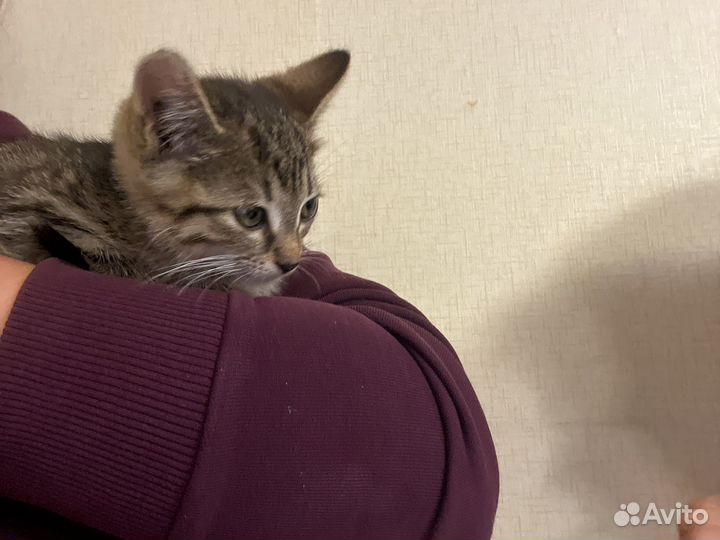 Кошка в дар