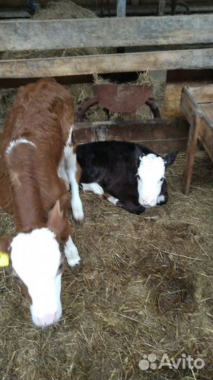 Бычки телята к дому