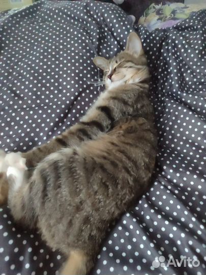 Отдам кошку в добрые руки в связи с переездом