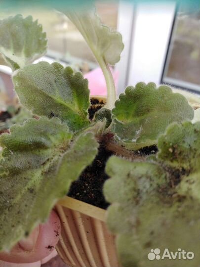 Фиалка в горшках