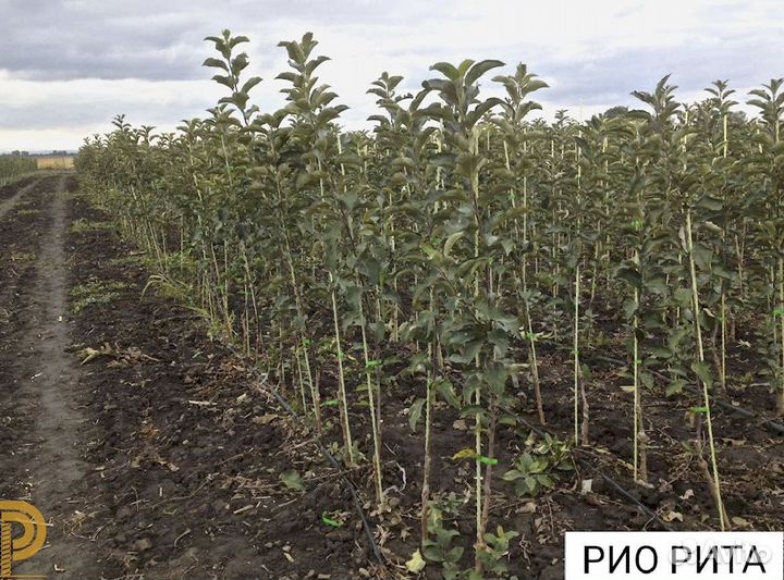 Опоры (колышки) для растений 10 мм