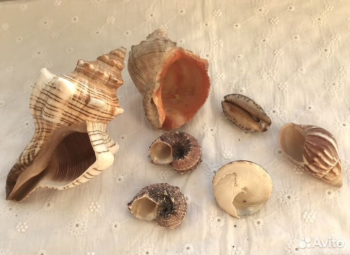 Морские ракушки раковины