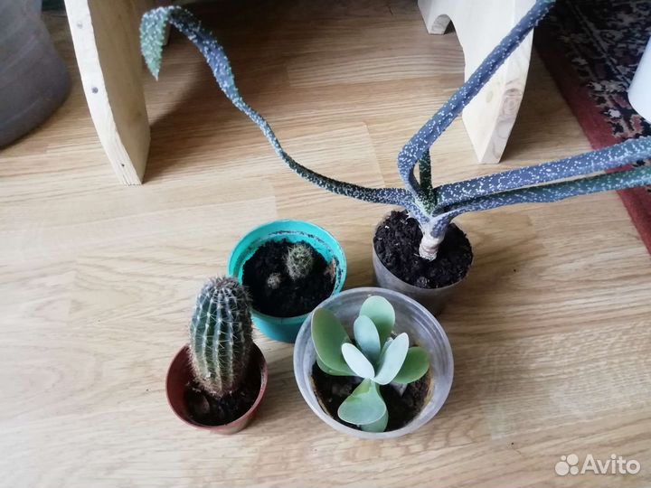 Комнатные цветы