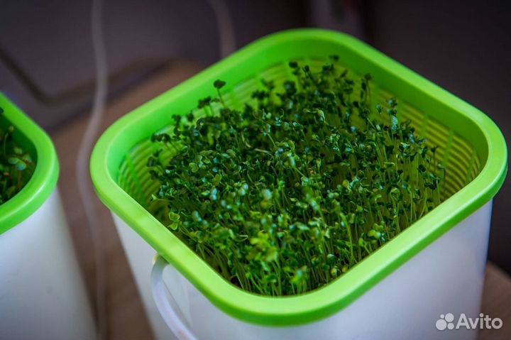 Наборы для выращивания микрозелени доставка
