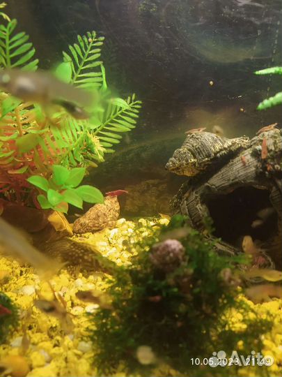 Аквариумные рыбки