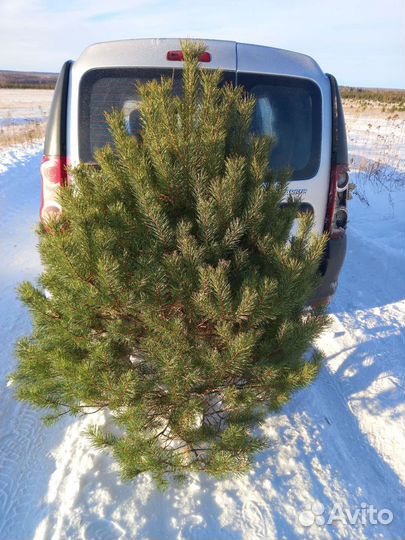 Новогодние сосны оптом