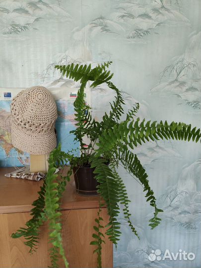 Папоротники