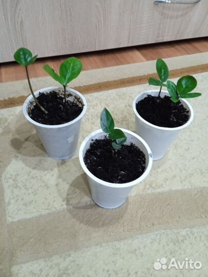 Замиокулькас