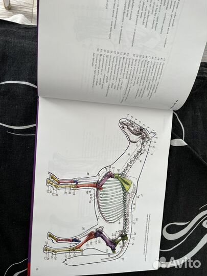 Атлас анатомия животных