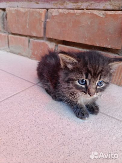 Котята 1,5 мес девочки