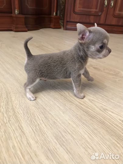 Чихуахуа мини мальчик