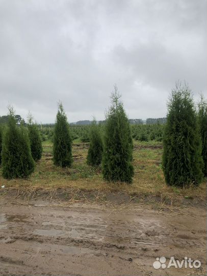 Туя для живой изгороди