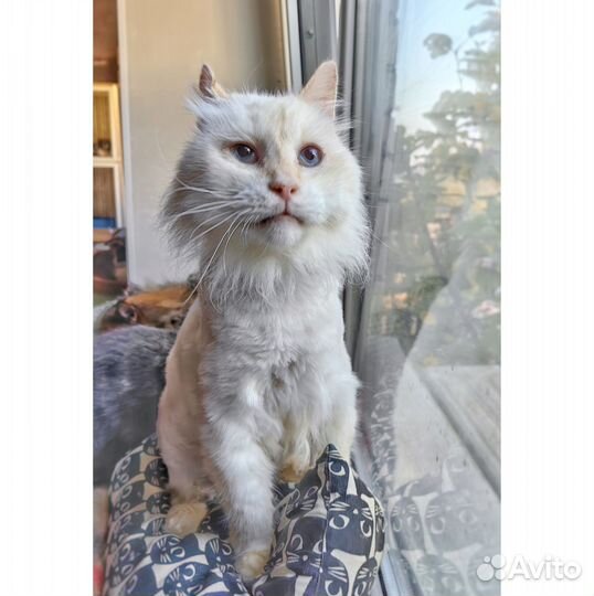 Его рвали 6 собак, а потом выбросили на мусорку