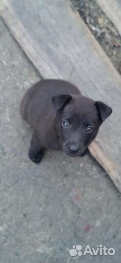 Щенята от овчарки и кане корсо