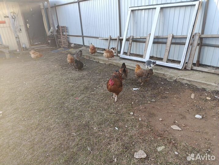 Куры несушки