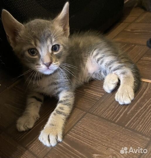 Котята в добрые руки бесплатно
