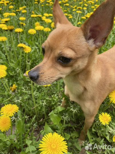 Собака- вязка