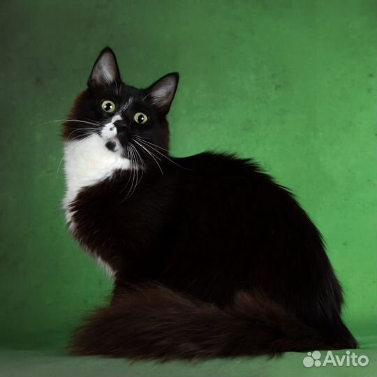 Черный пушистый котенок в дар