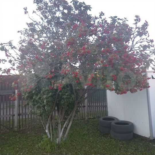 Участок 12 сот. (СНТ, ДНП)