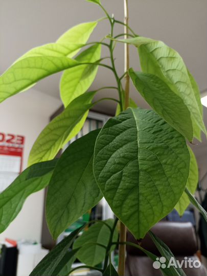 Авокадо растение