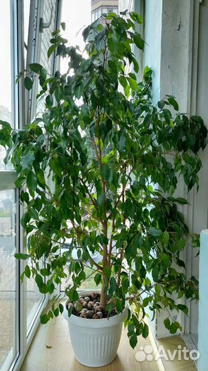 Фикус беджамина