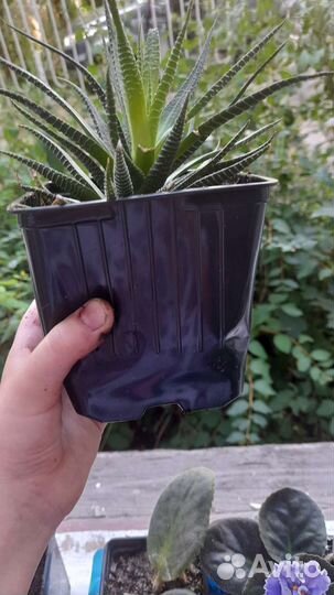 Хавортия лимонистая