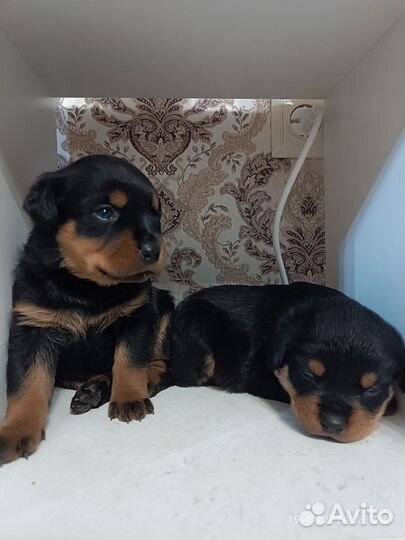 Щенки ротвейлера продажа