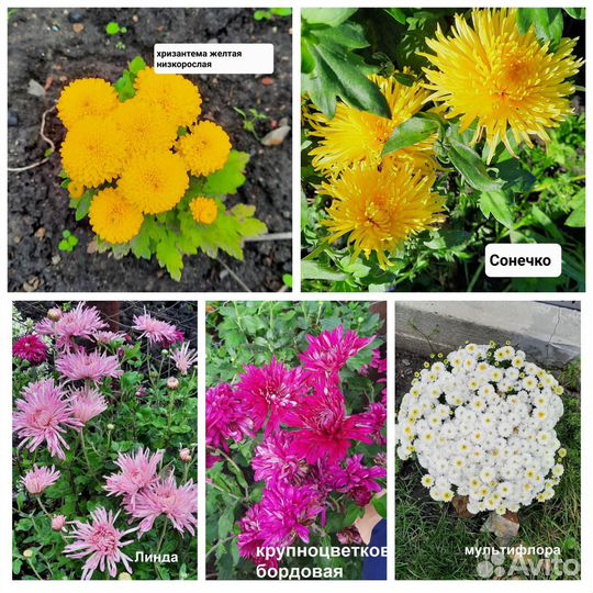 Цветы многолетник хризантема корейская мультифлора