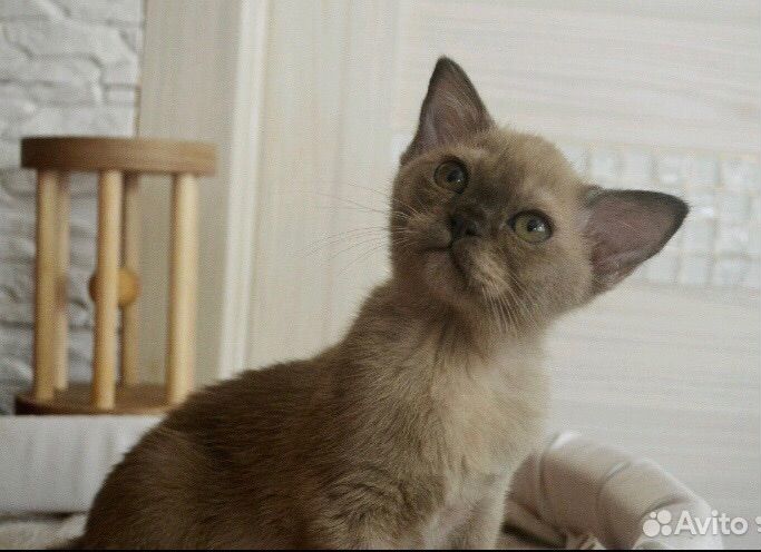 Котята европейской бурмы