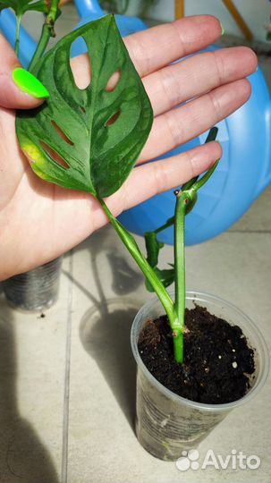 Монстера Monkey Mask,Эпипремнум Энджой