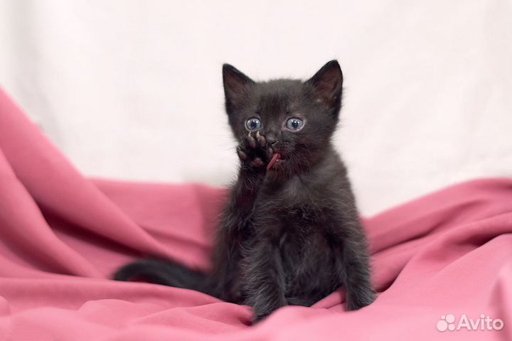 Отдам котёнка