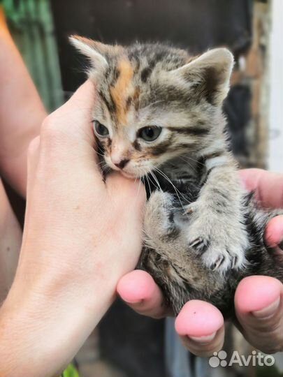 Котята мальчик и девочка