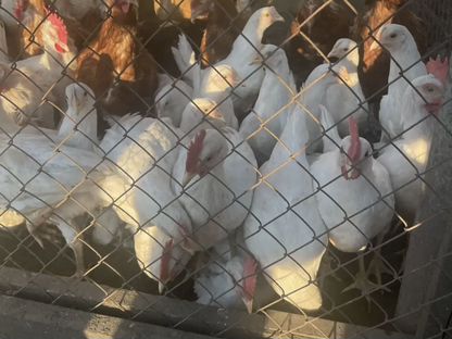Продам молодых Петушков Леггорн, Овсянка